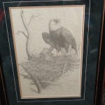 Eagle framed sketching